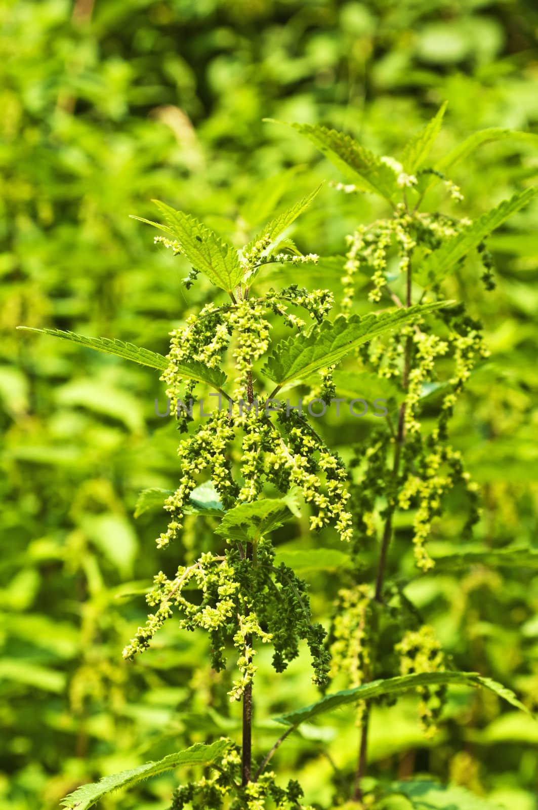 stinging-nettle by Jochen