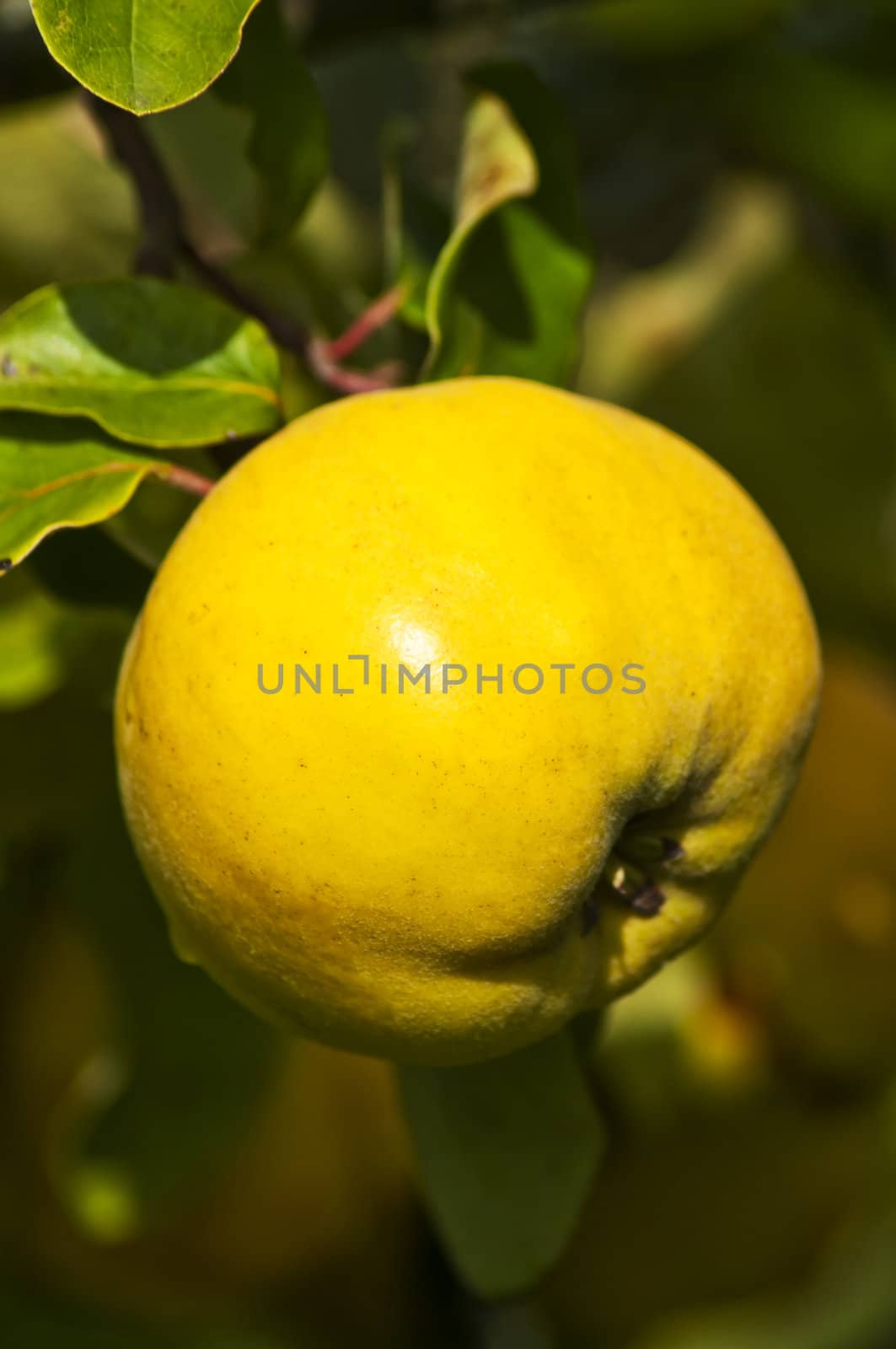 quince by Jochen