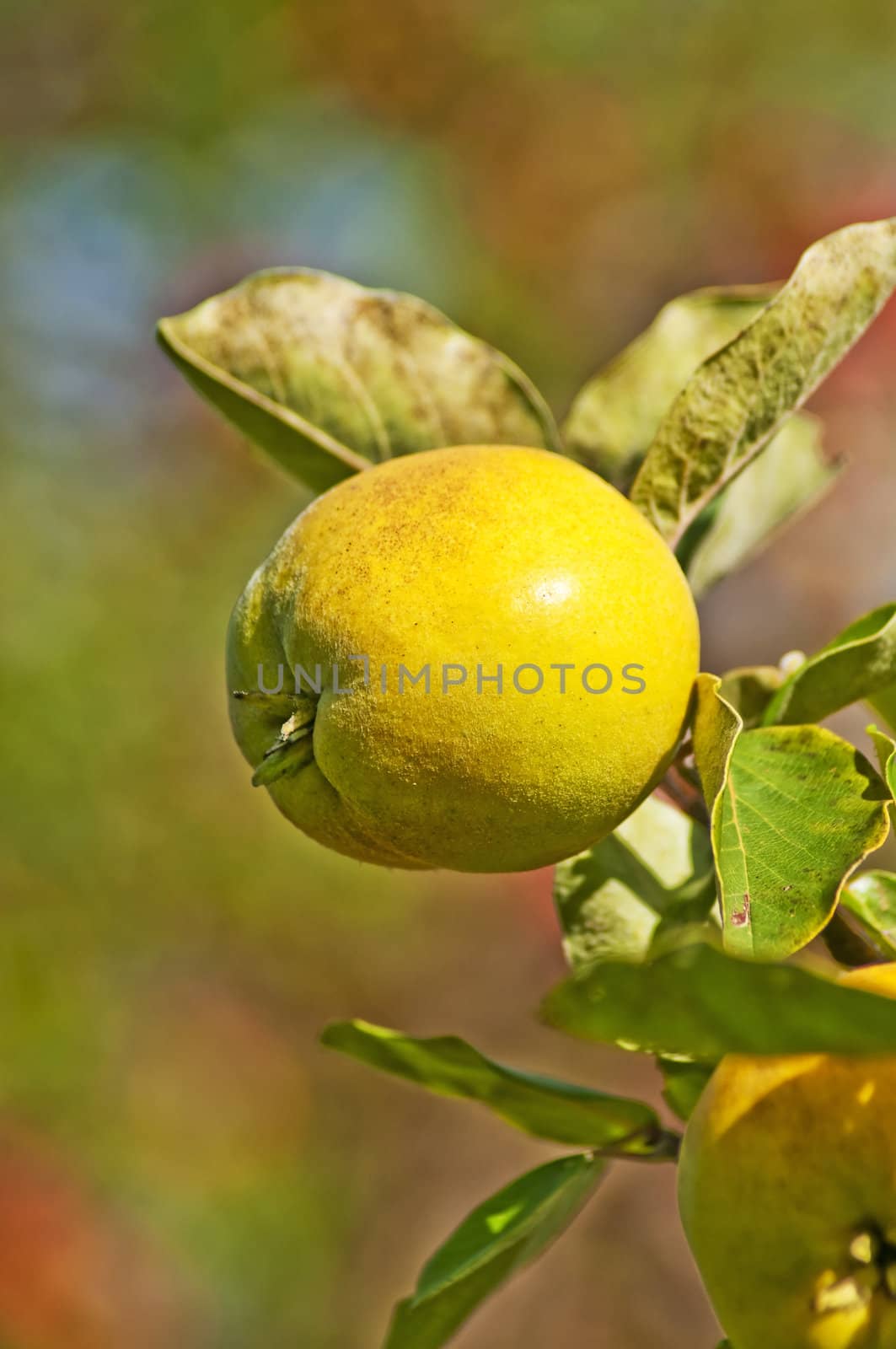 quince