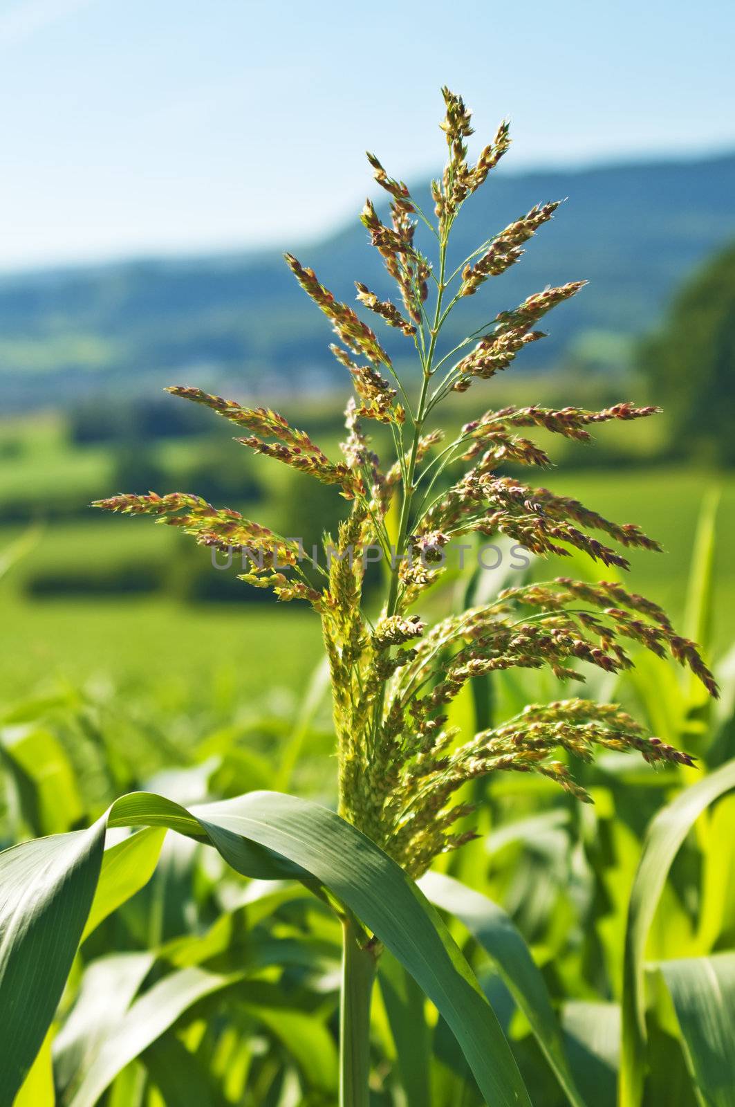 Sudan grass, Sorghum sudanense energy plant for gas by Jochen