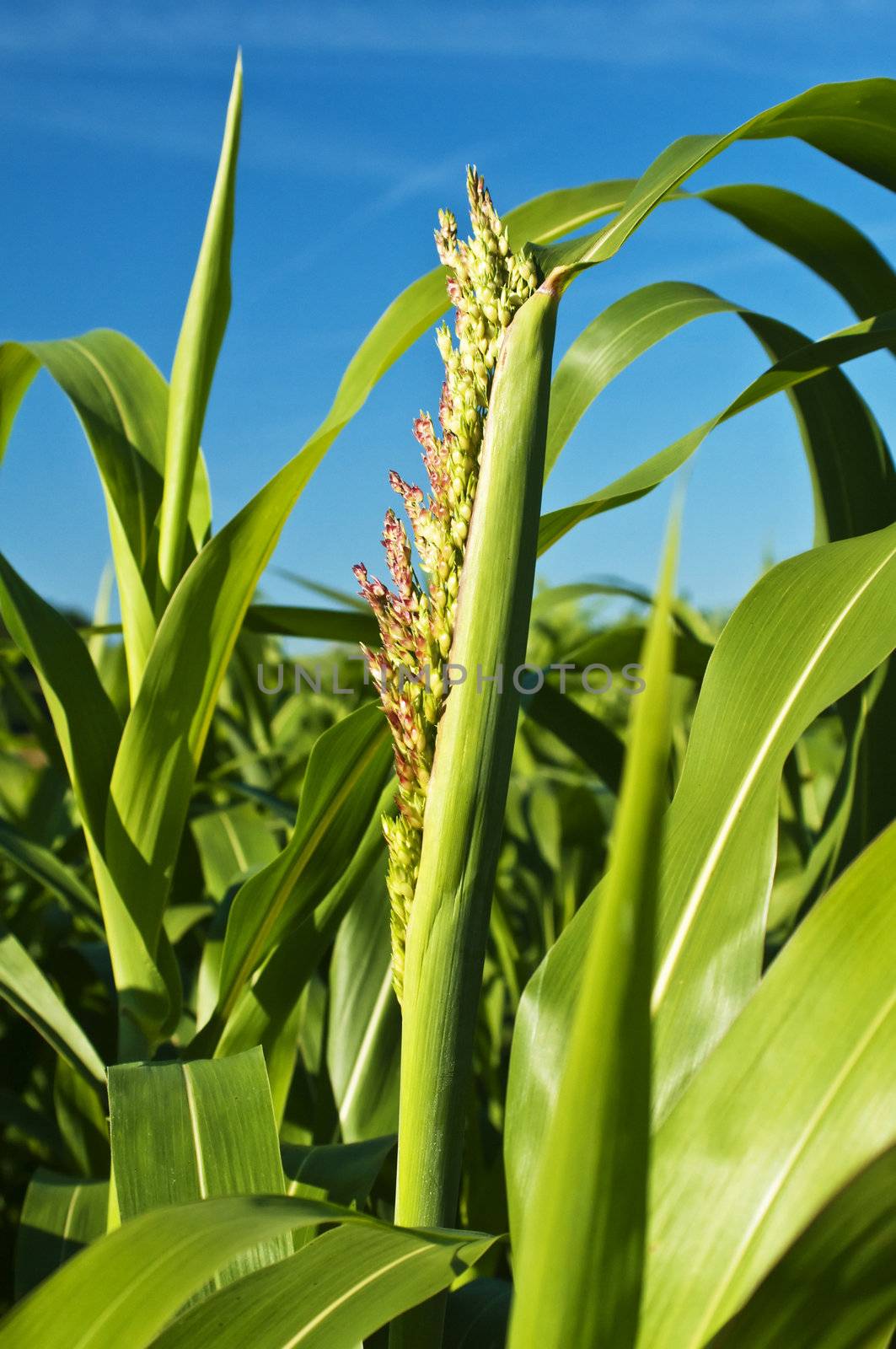 Sudan grass, Sorghum sudanense energy plant for gas by Jochen