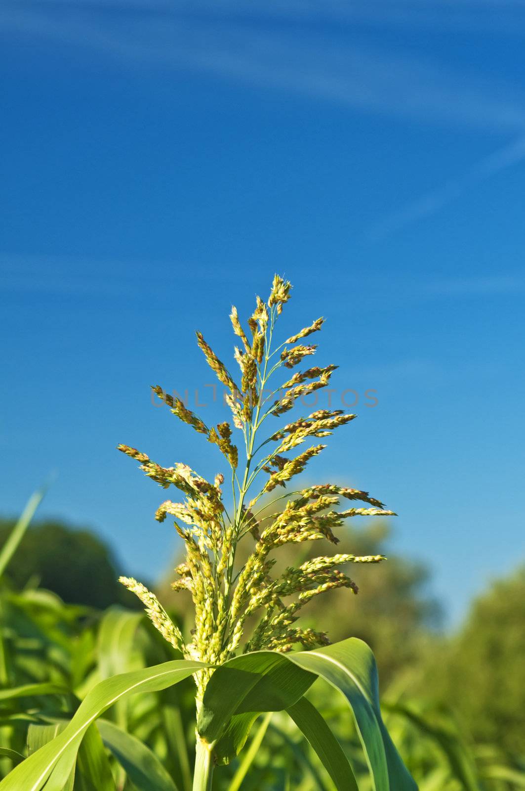 Sudangras, Sorghum sudanense, Energiepflanze by Jochen