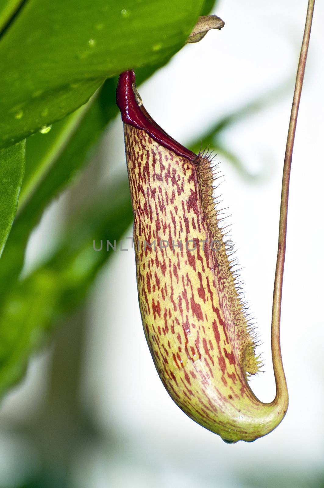 Trap flower (plant anatomy) nepenthes pitfall trap Monkey cups plant