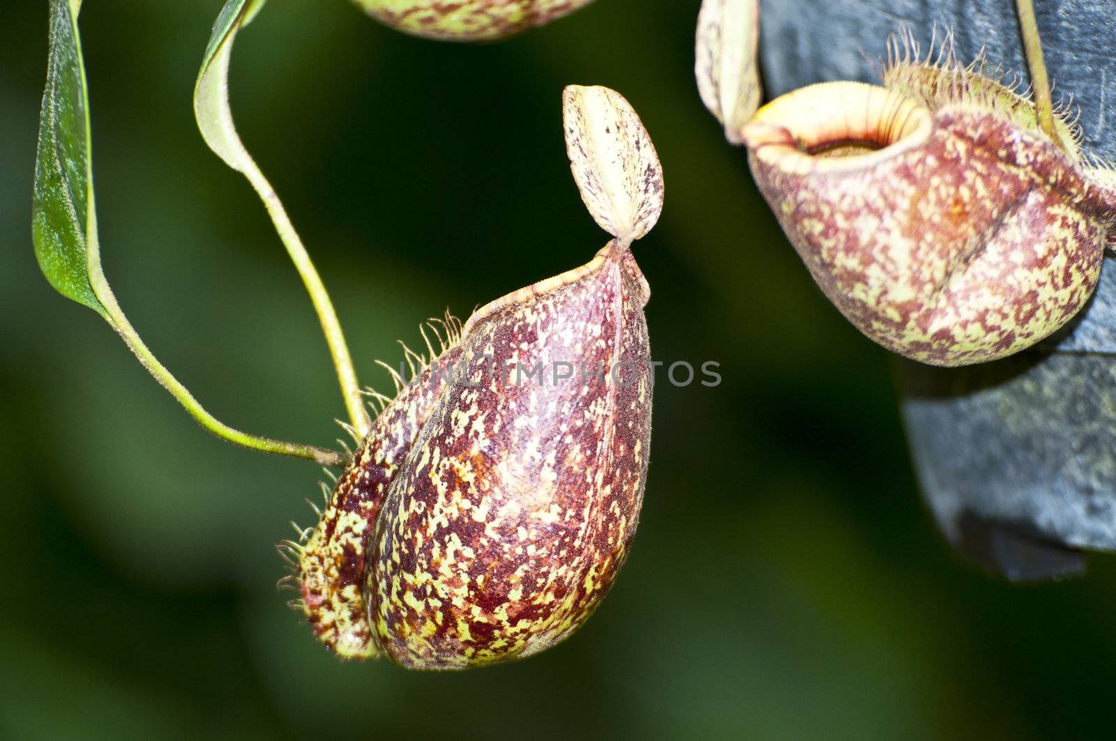 Nepenthe tropical carnivore plant by Yuri2012