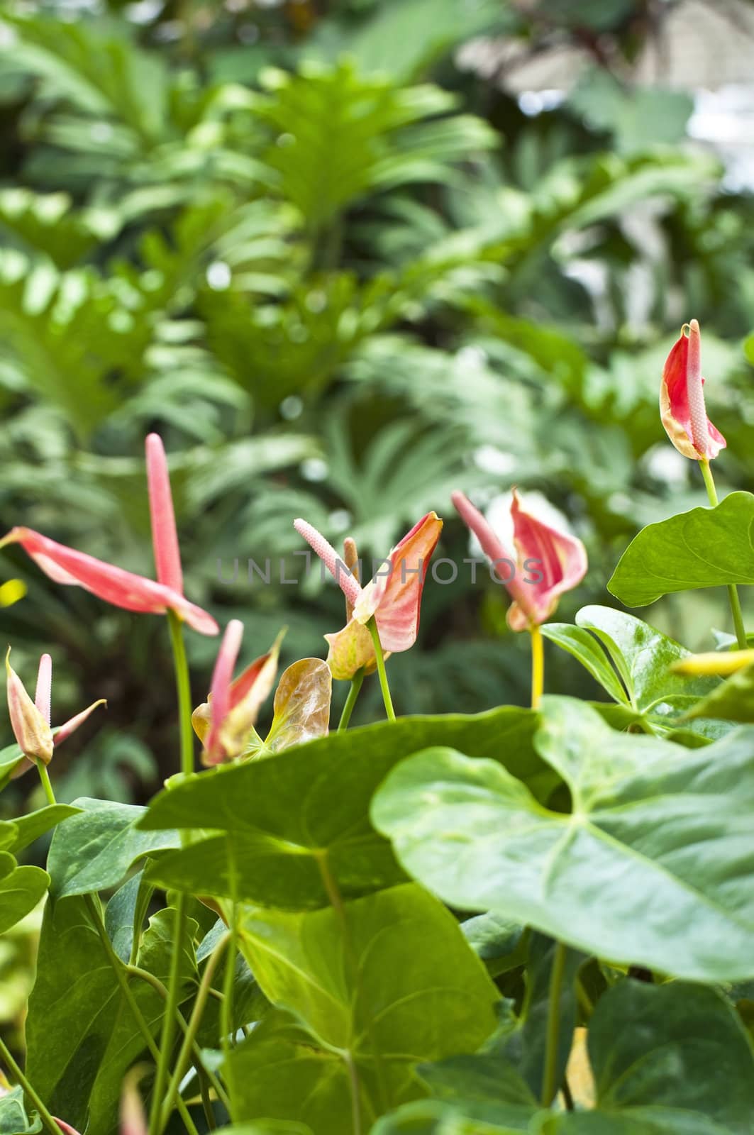 Flamingo Flower in the garden