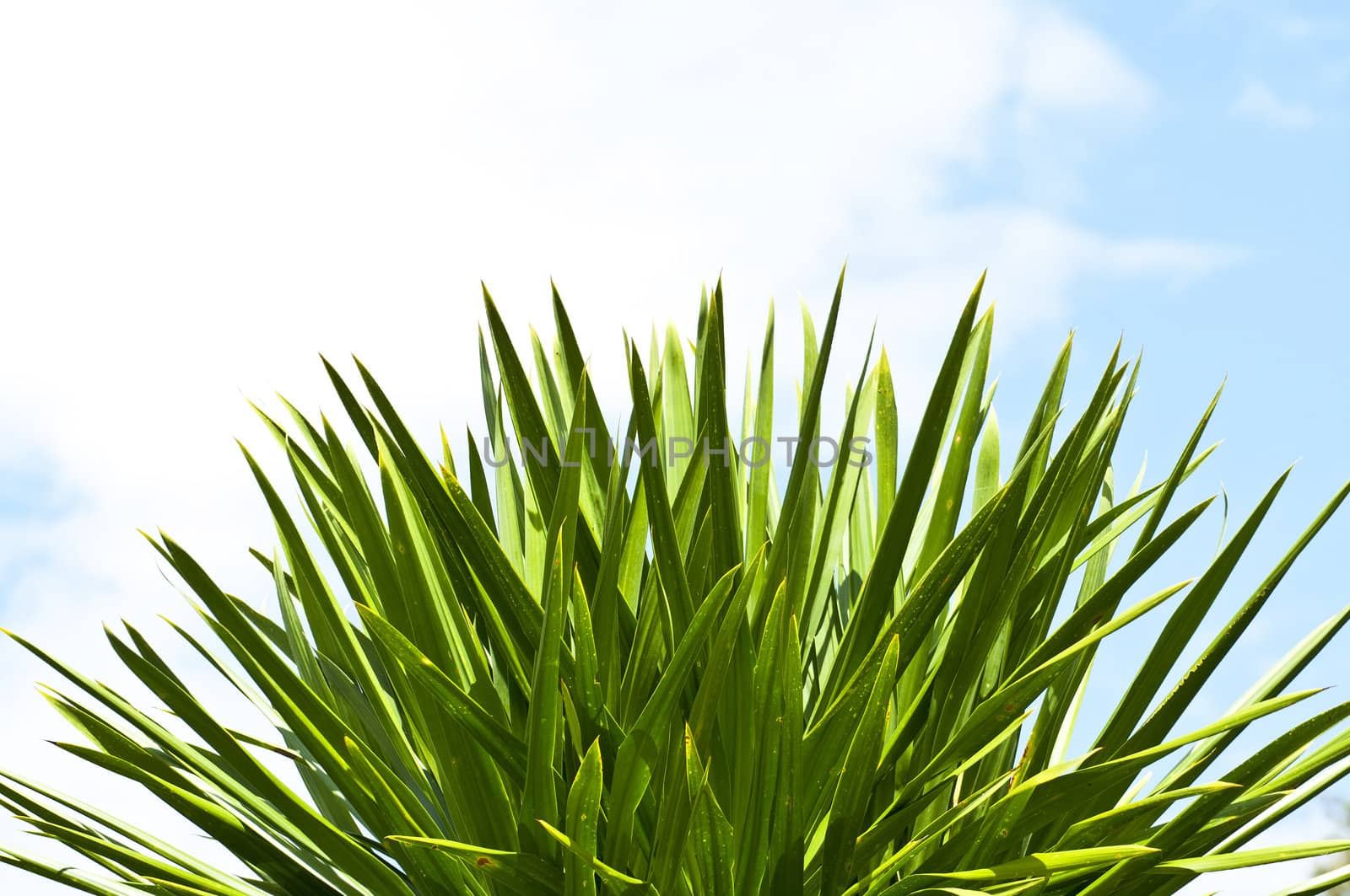 Tea leaves with sky