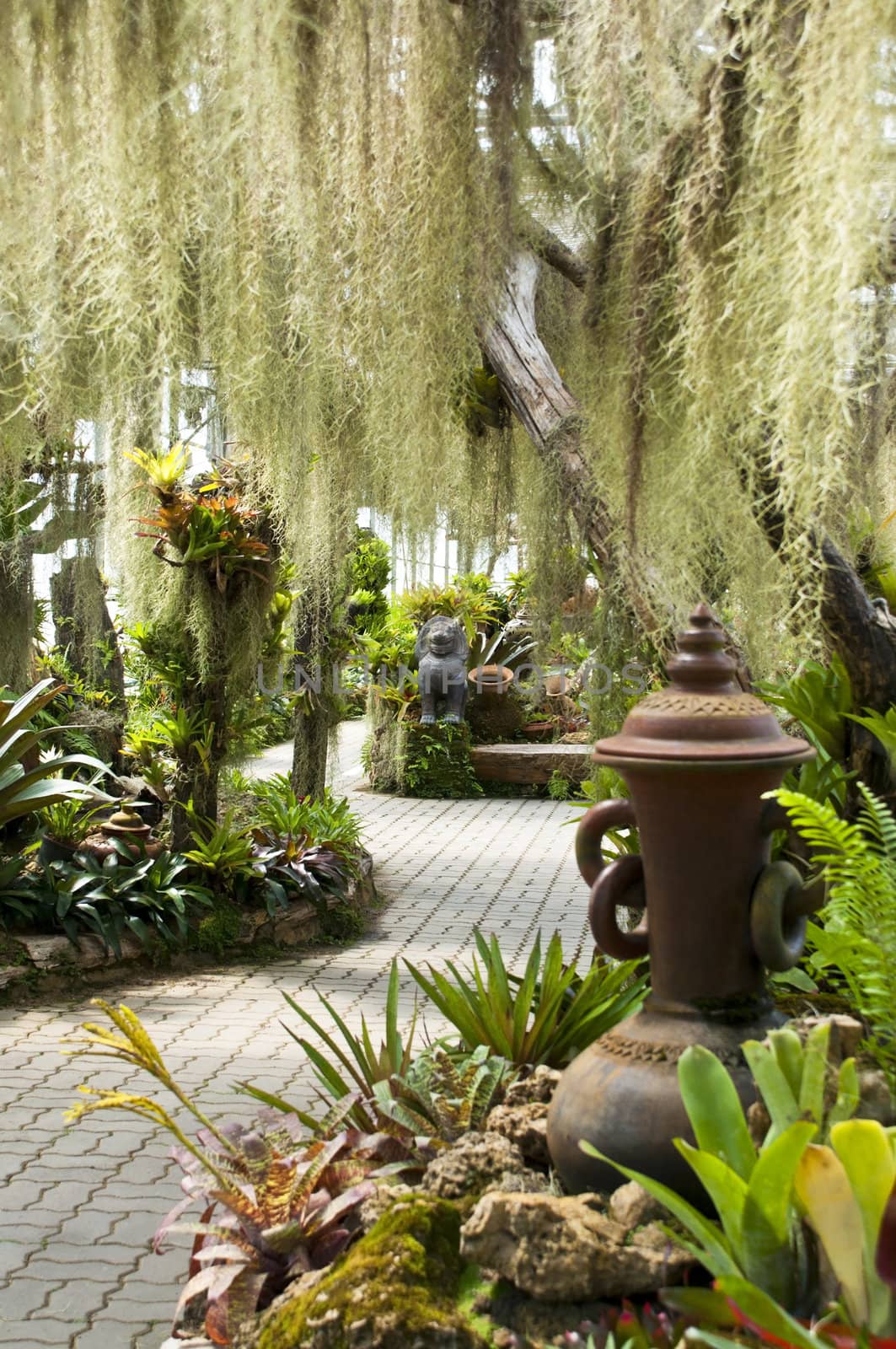 Lush green fern garden