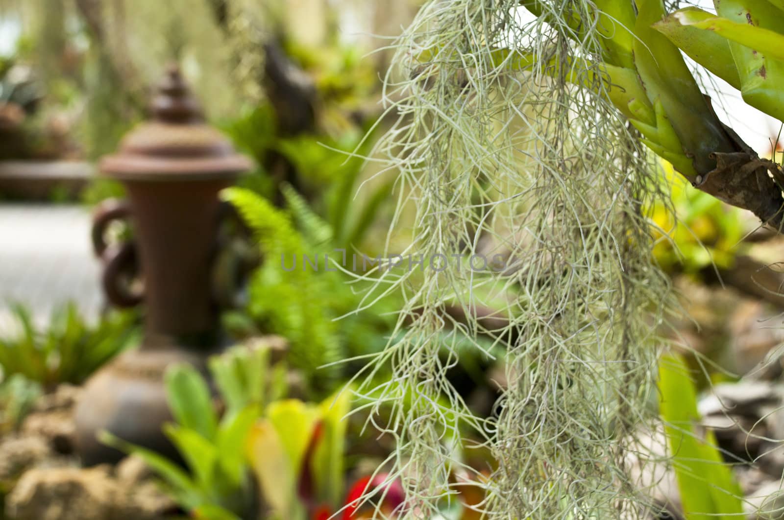 Lush green fern garden