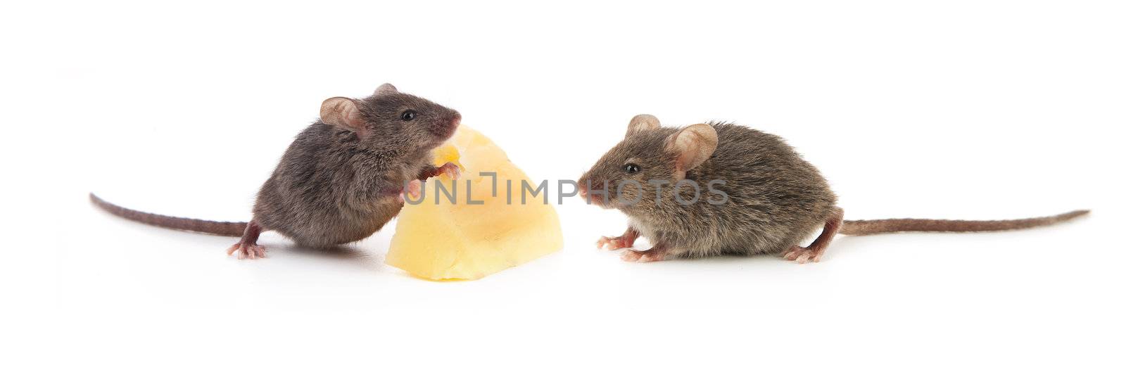 Mice and cheese isolated on a white background