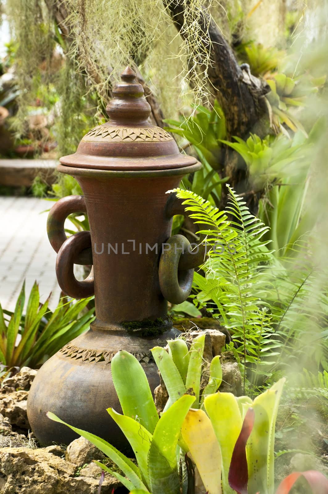 Lush green fern garden