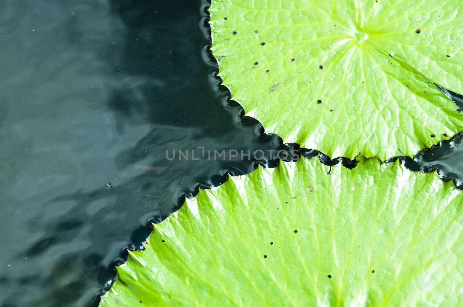 green leaves of lotus flower