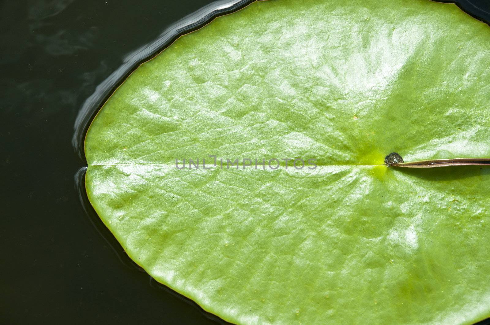 green leaves of lotus flower