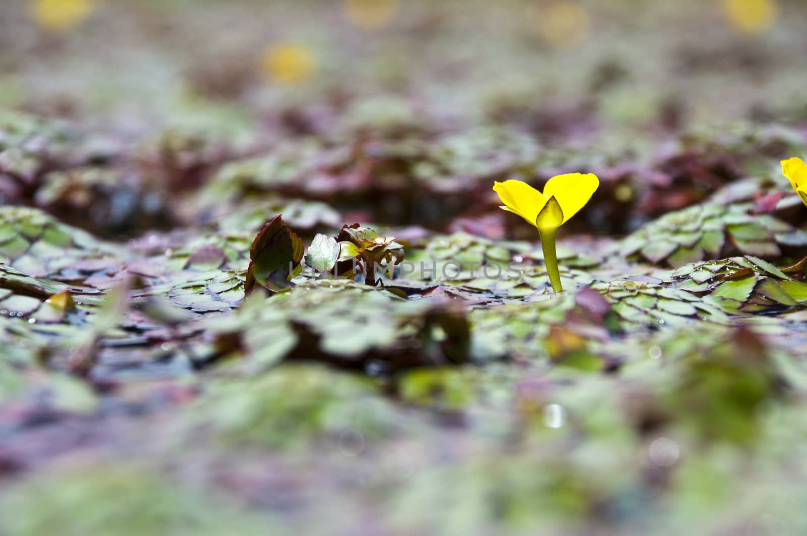 tiny yellow lotus flower