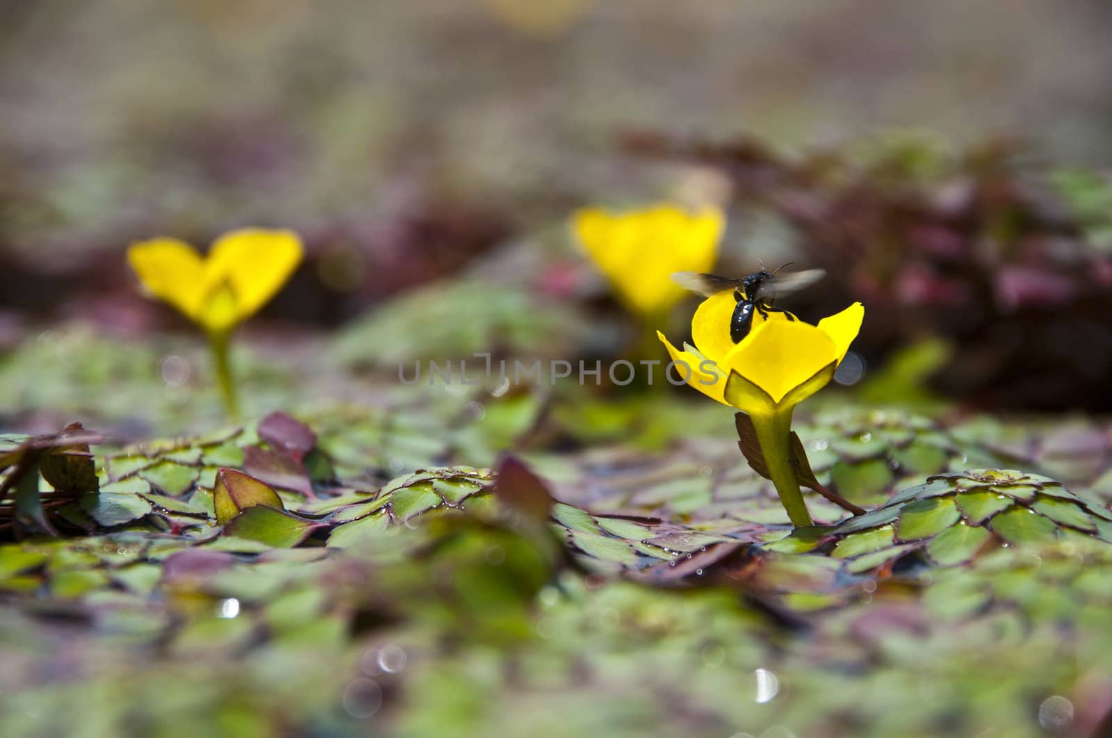 tiny yellow lotus flower