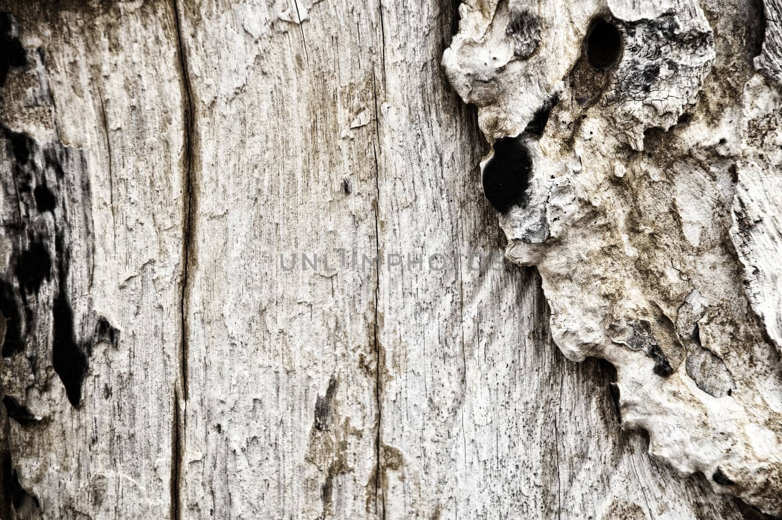 Background of timber black and white burned wood texture