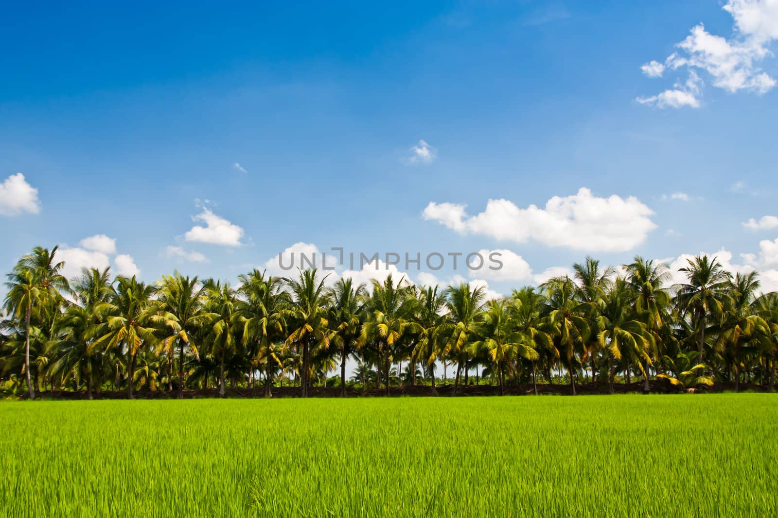 Row of coconut tree in rice field, thailand
