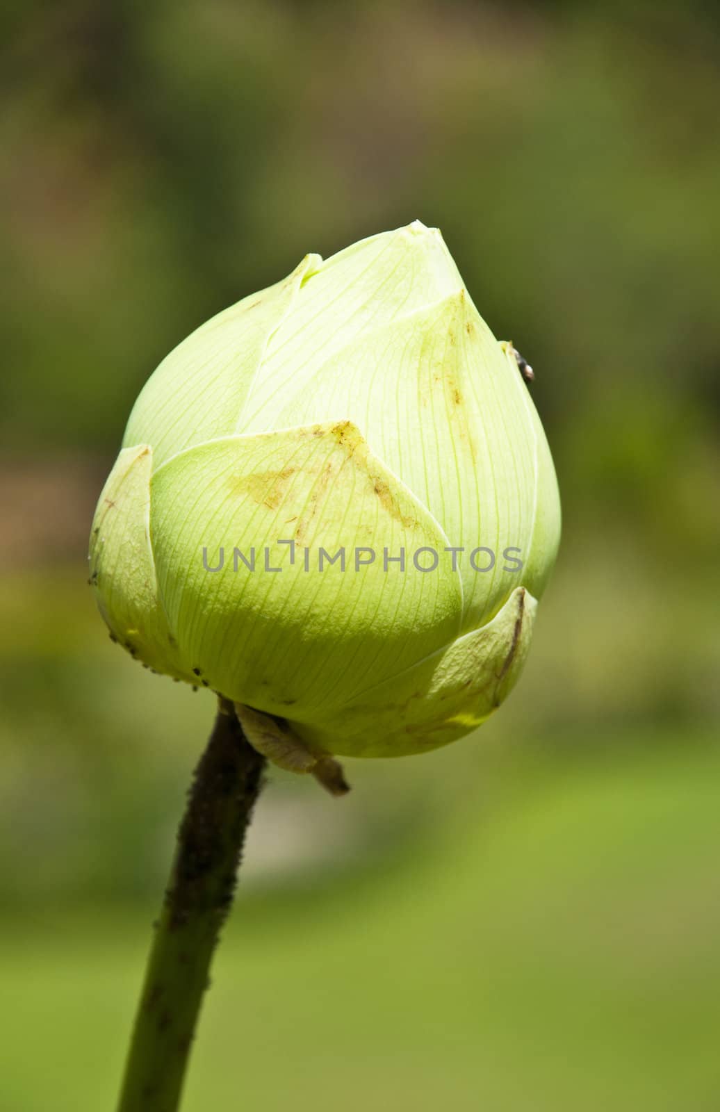 white water lily