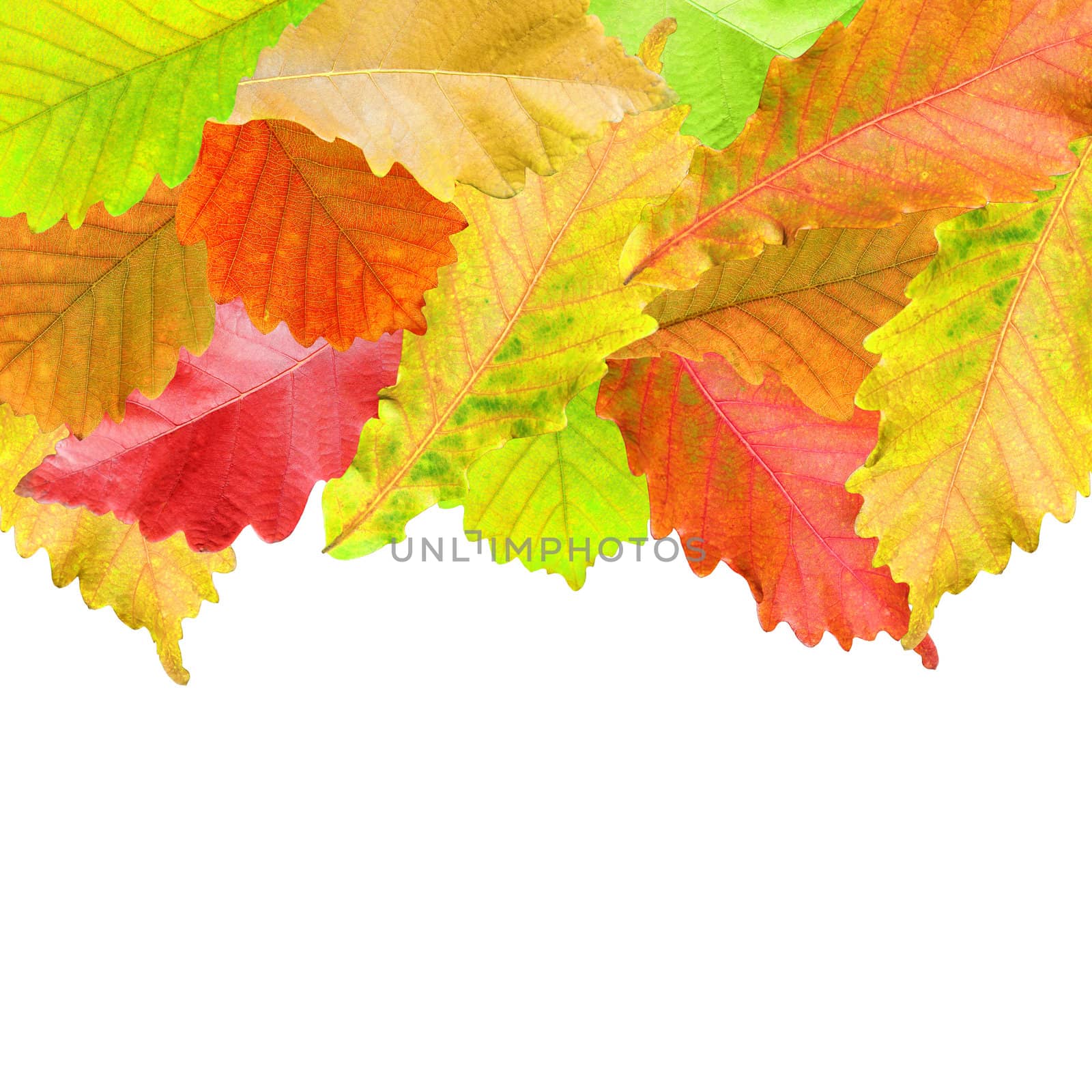 Autumn leaves frame over white for your text