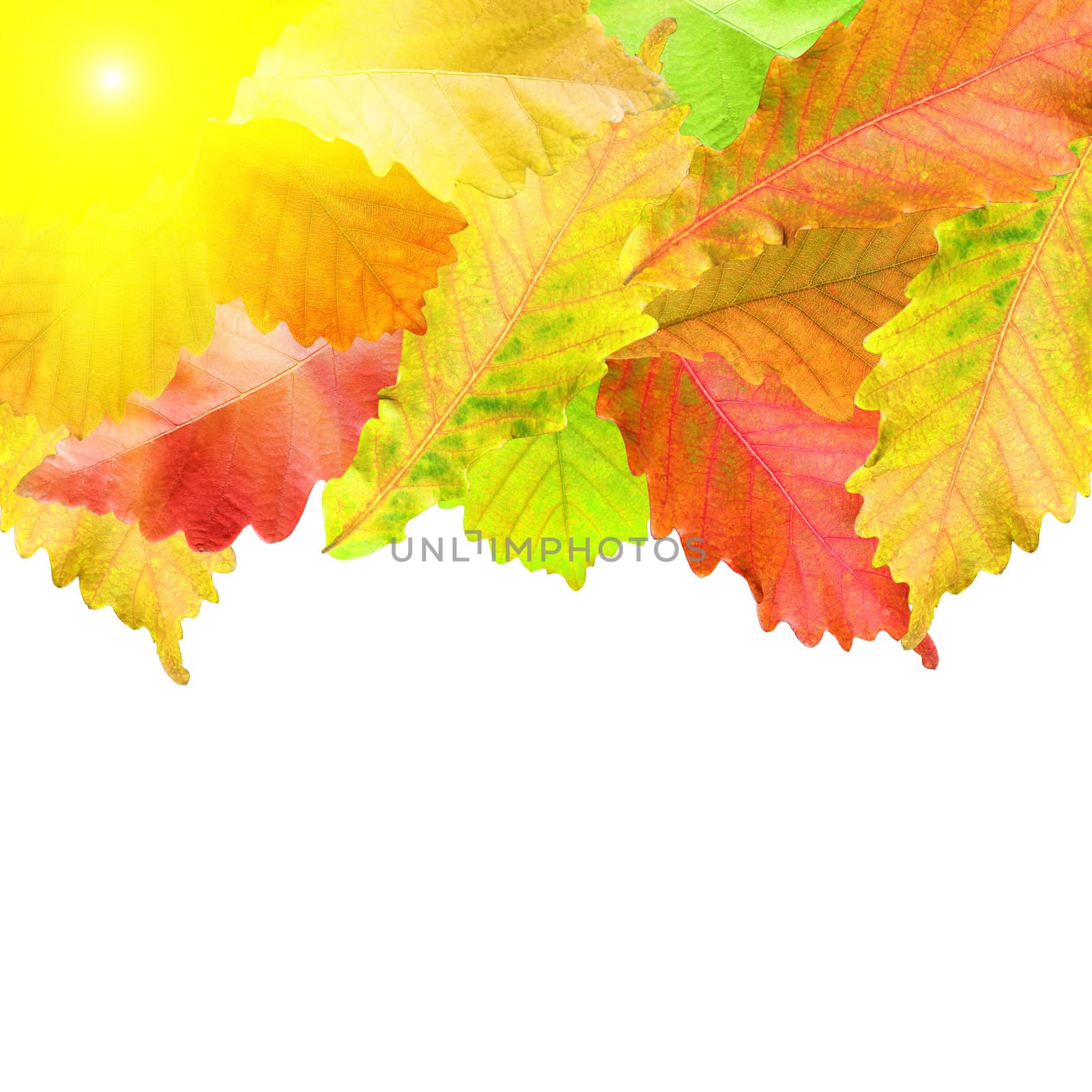 Autumn leaves frame over white for your text by aarrows