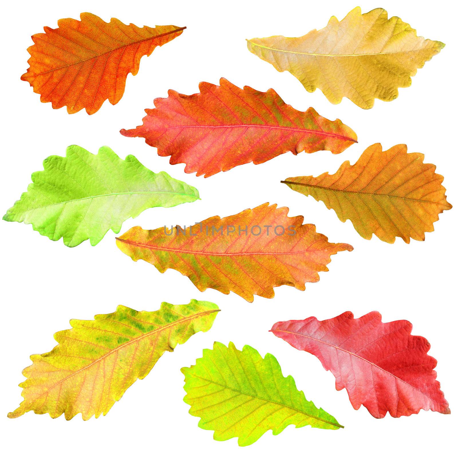 collection of tree leaves isolated on white background