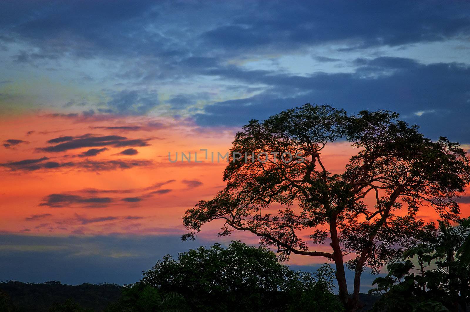 Dusk with a blue sky with a red band and the silhouette of a tree in the foreground.