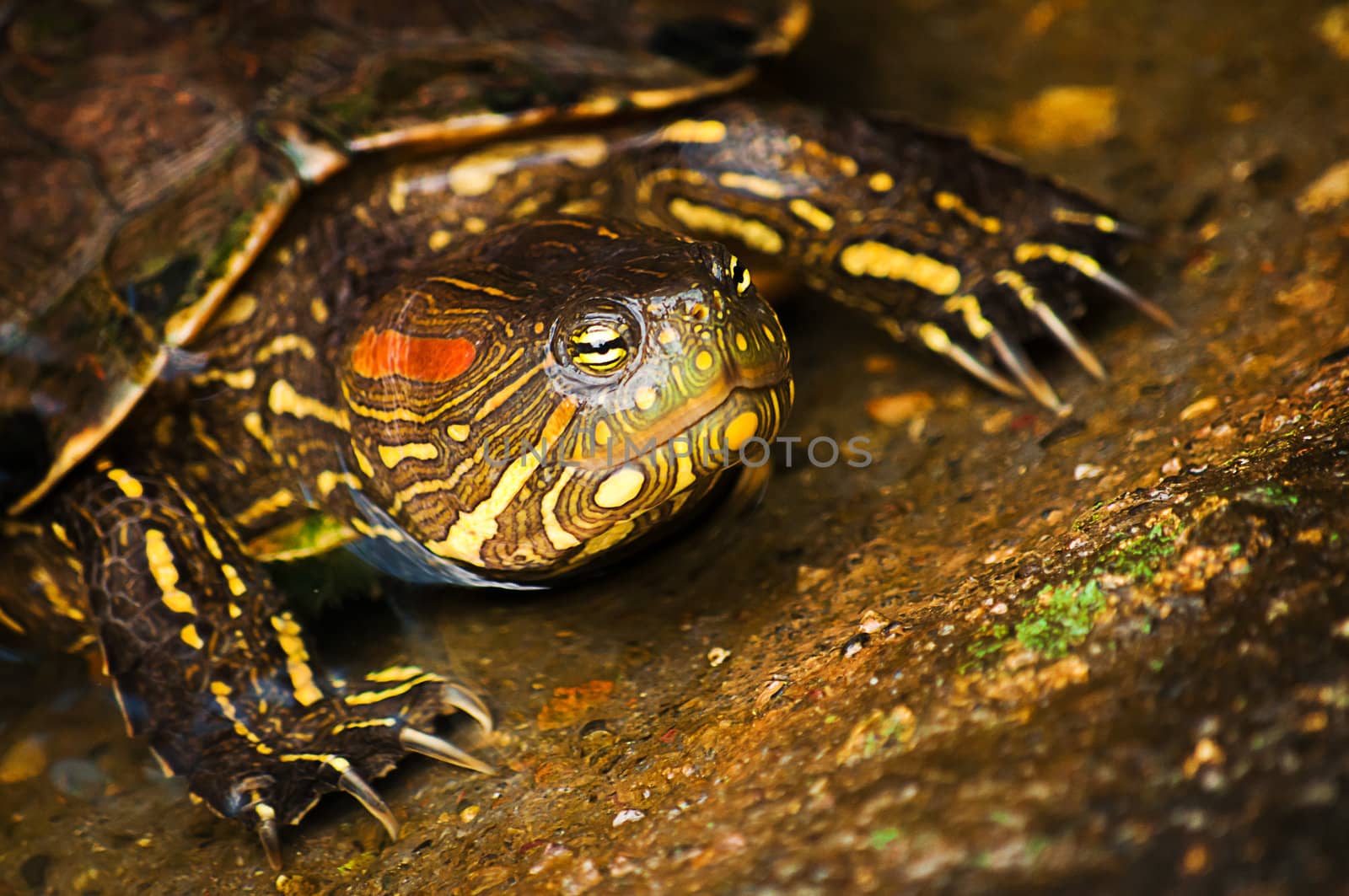 A red-eared slider turtle coming out of the water.