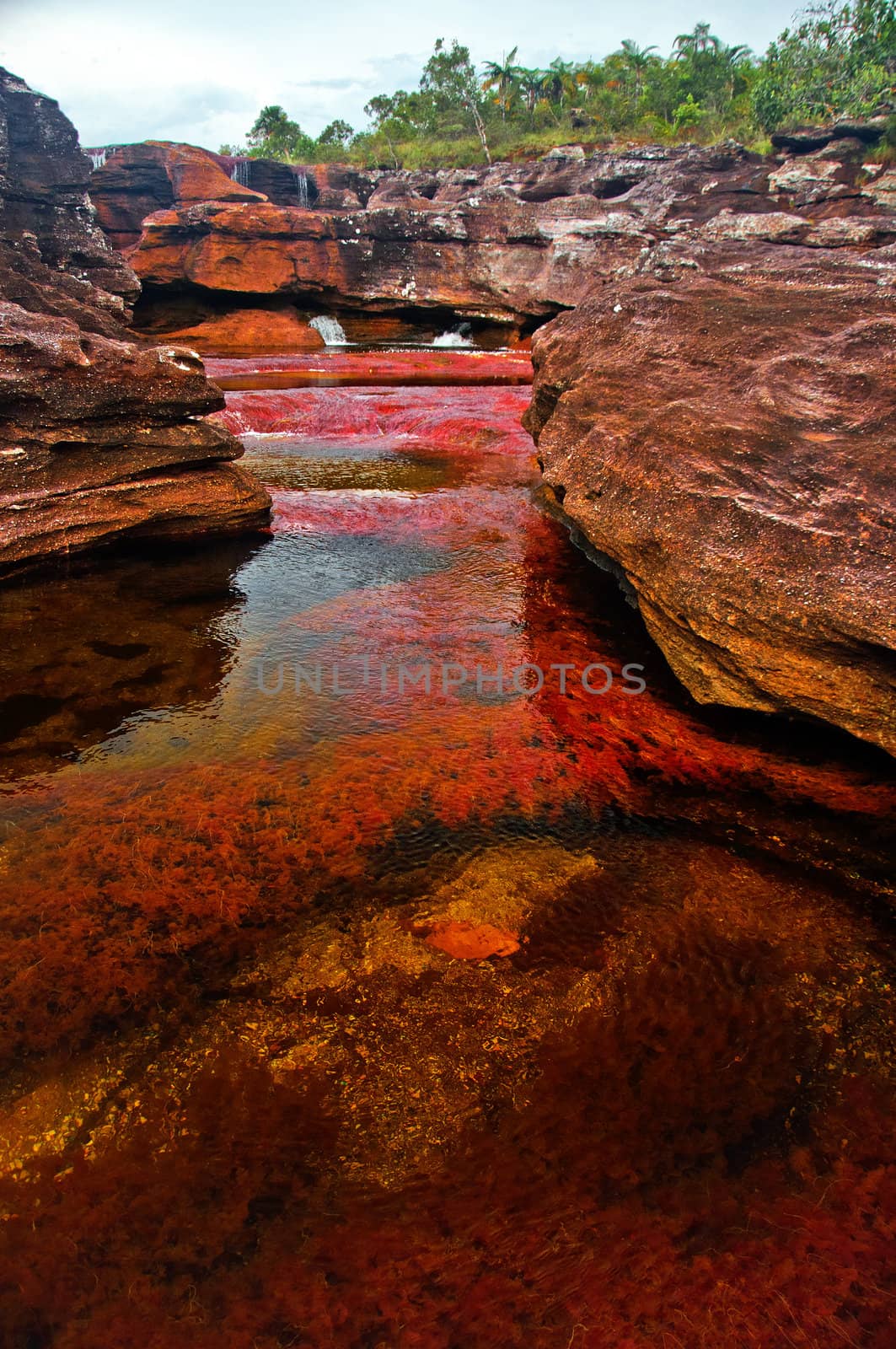 Cano Cristales, also known as the seven colored river, in Meta, Colombia.