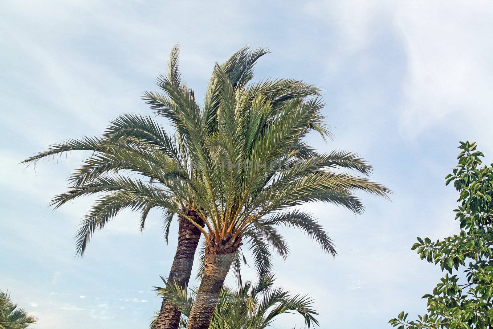 a large palm tree on a sunny day