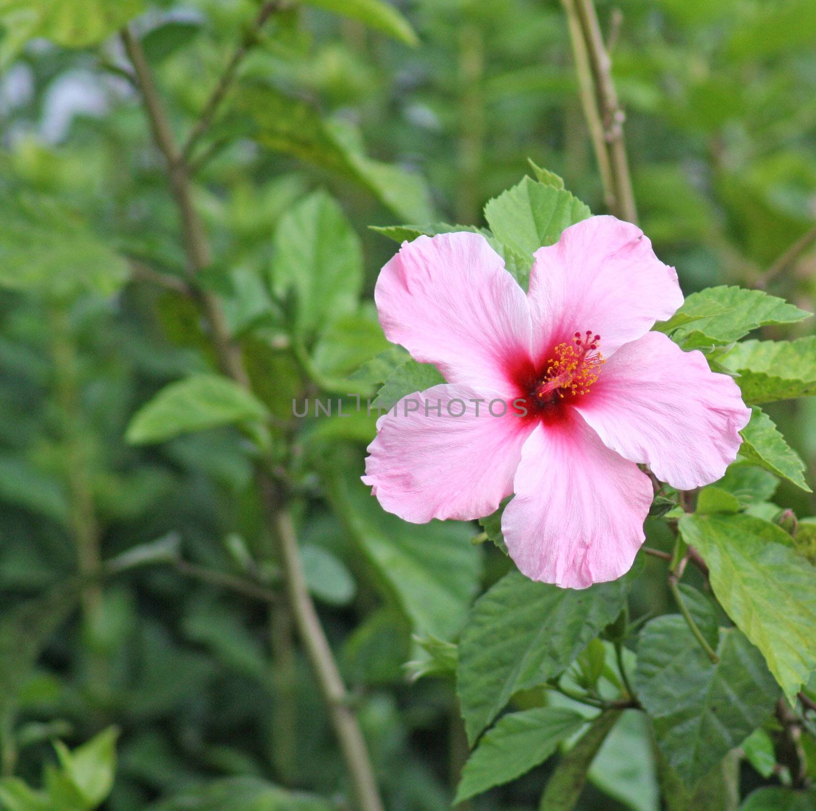 amarylis flowers