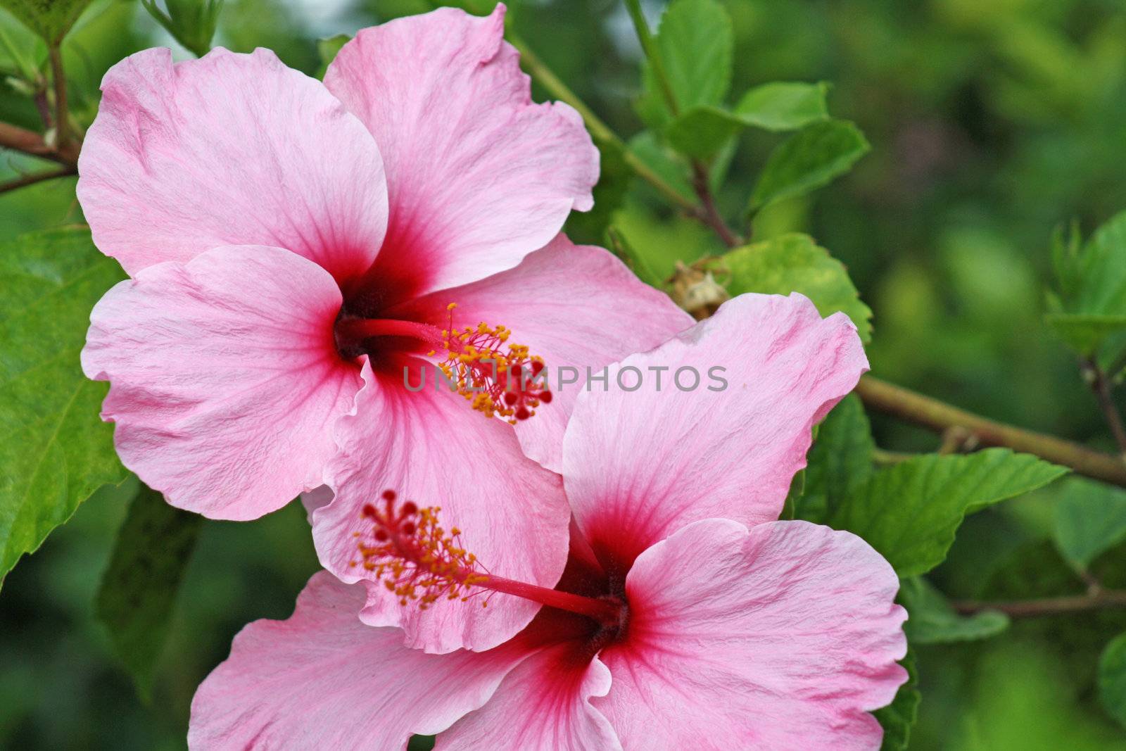 amarylis flowers