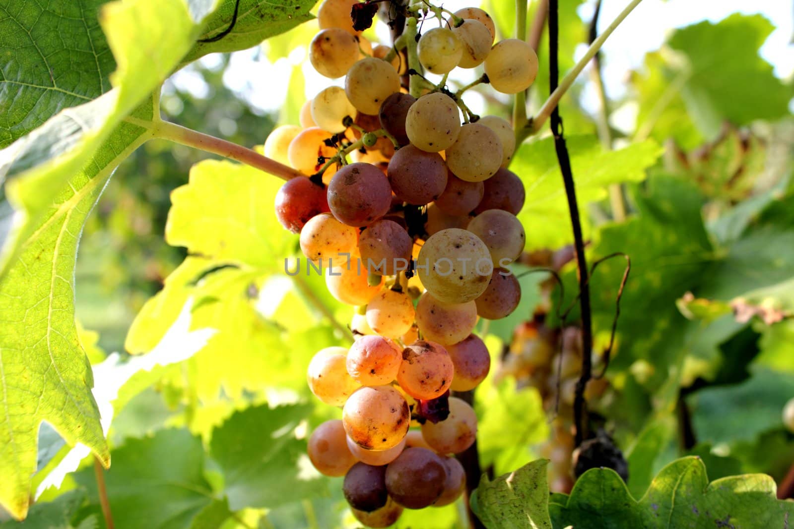 White grape by maurompf