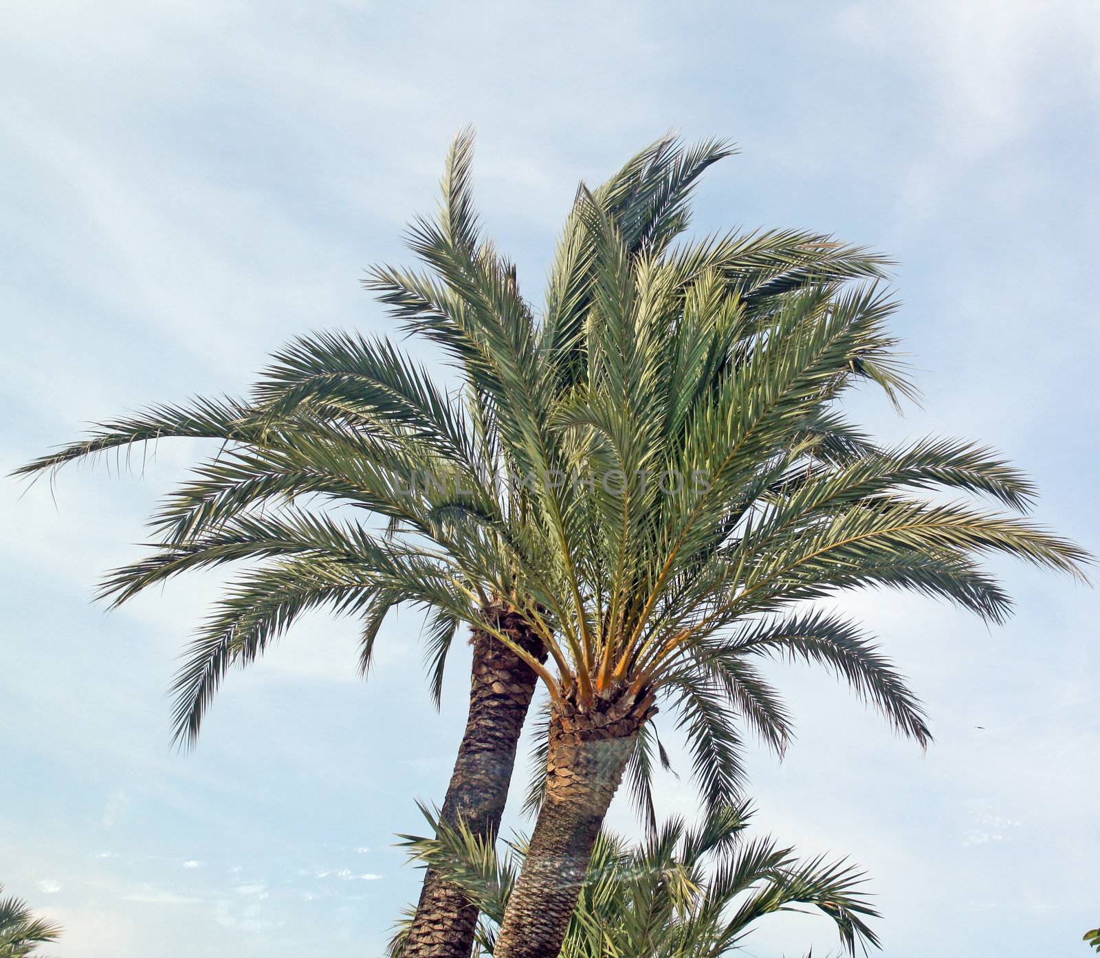 a large palm tree on a sunny day