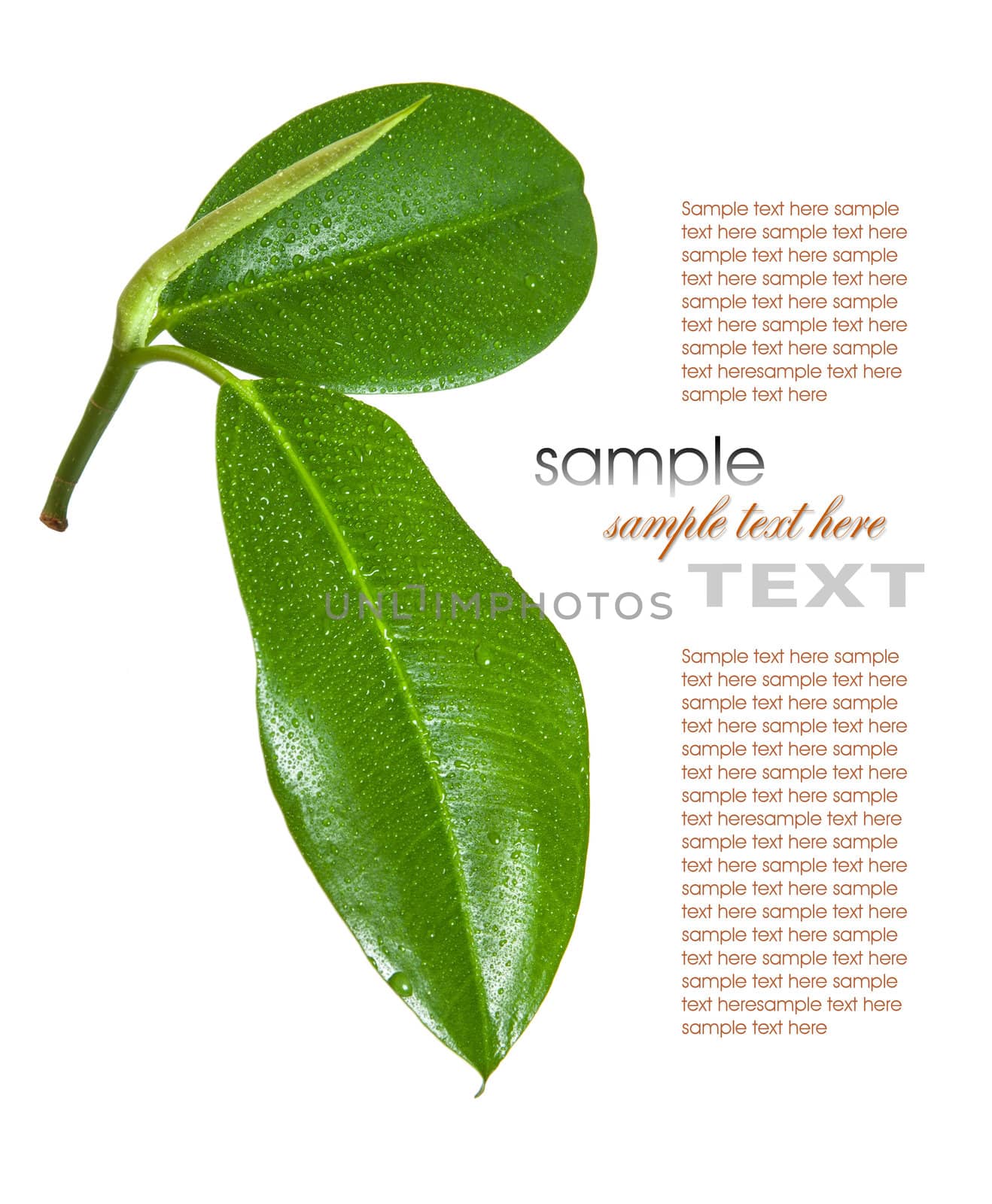 Ficus leaves Isolated on white background