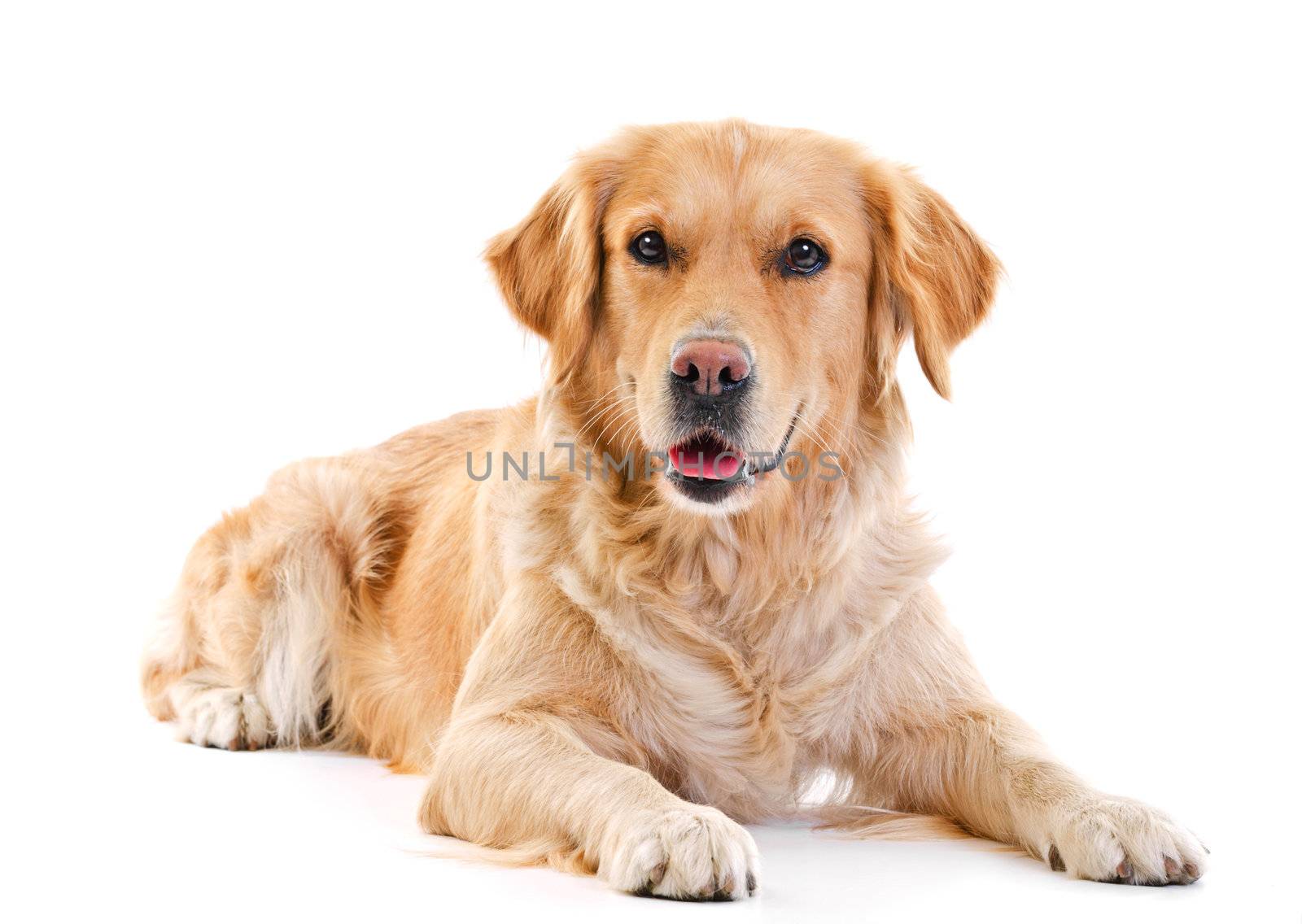 golden retriever dog laying over white background 