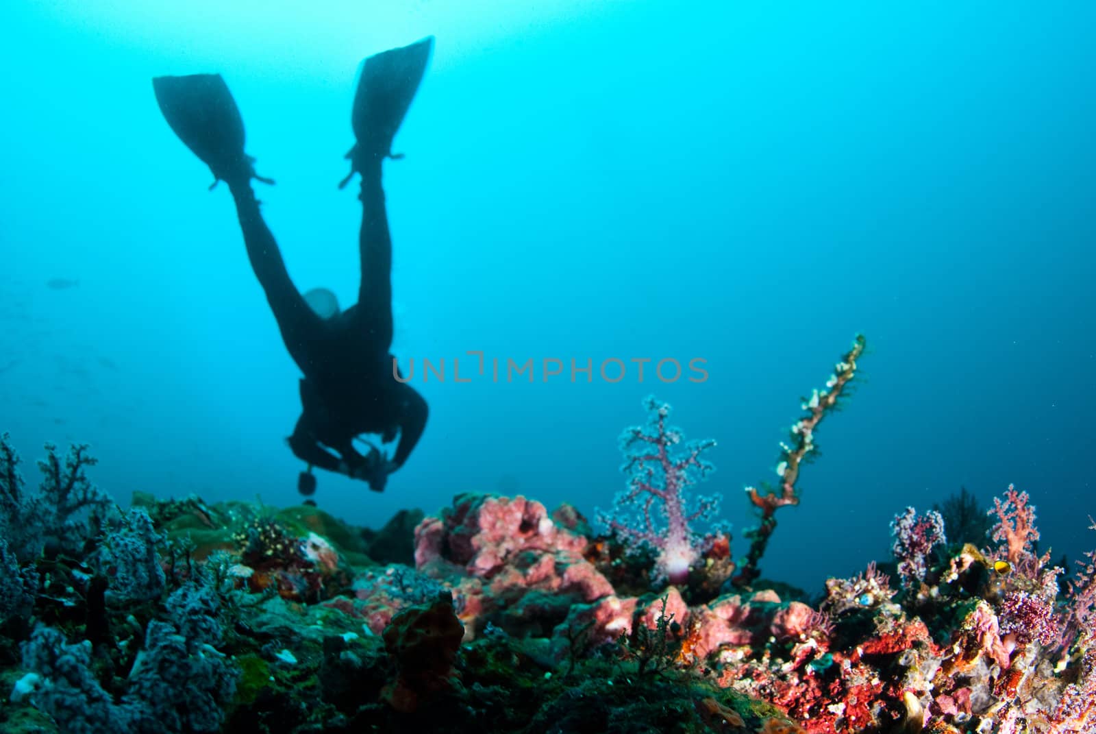 Scuba diver swimmming over reef