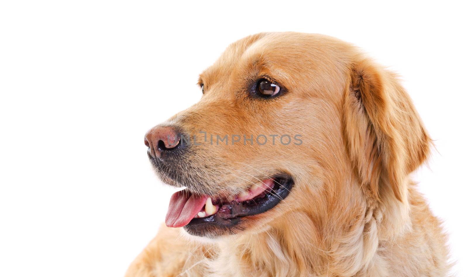head closeup of golden retriever dog over white background 