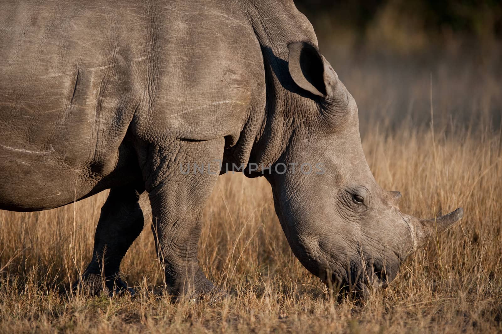 Rhinocerous near Kruger National Park, Hoedspruit, South Africa