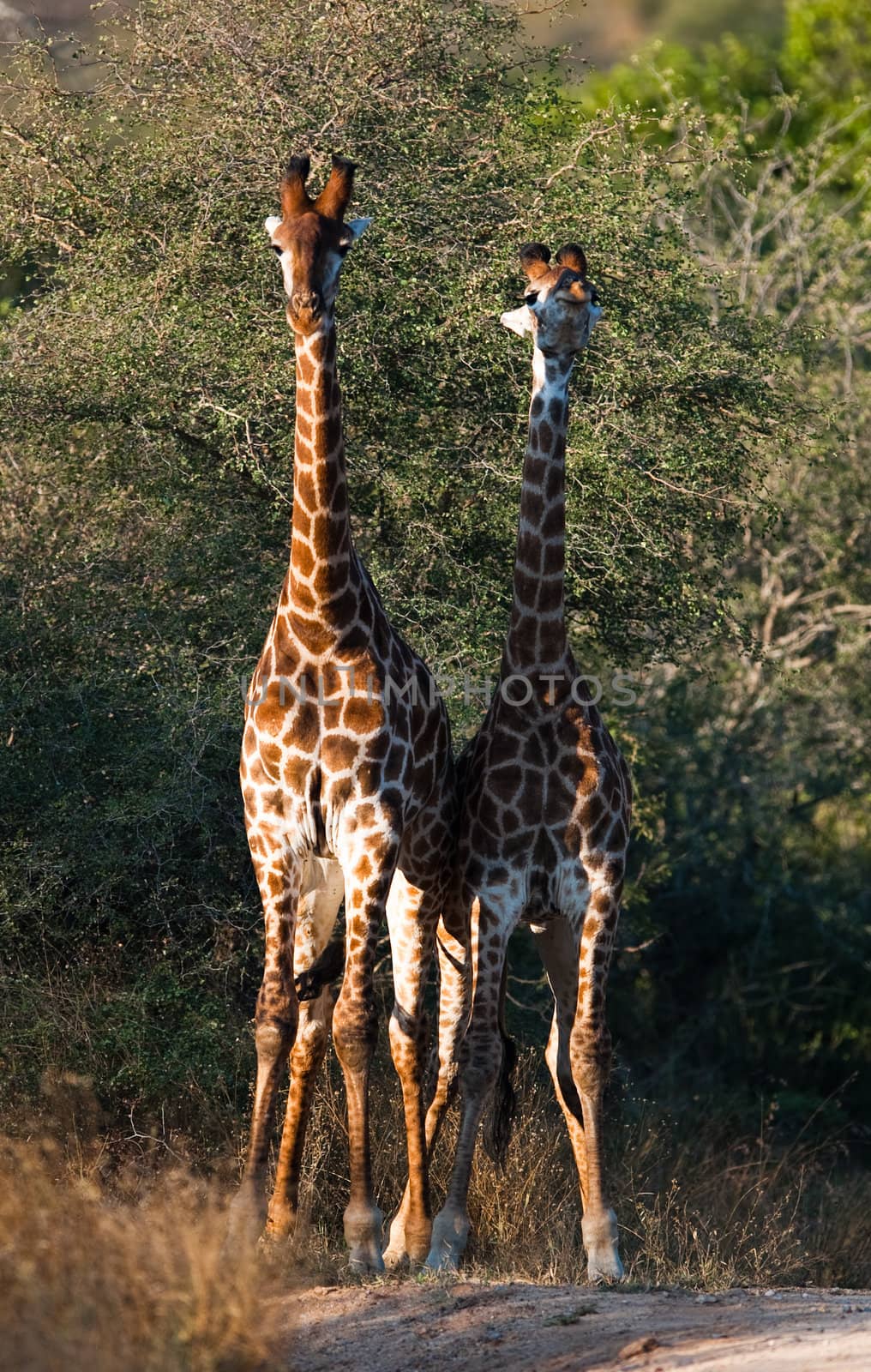 Two giraffes (Giraffa camelopardalis) near Kruger National Park