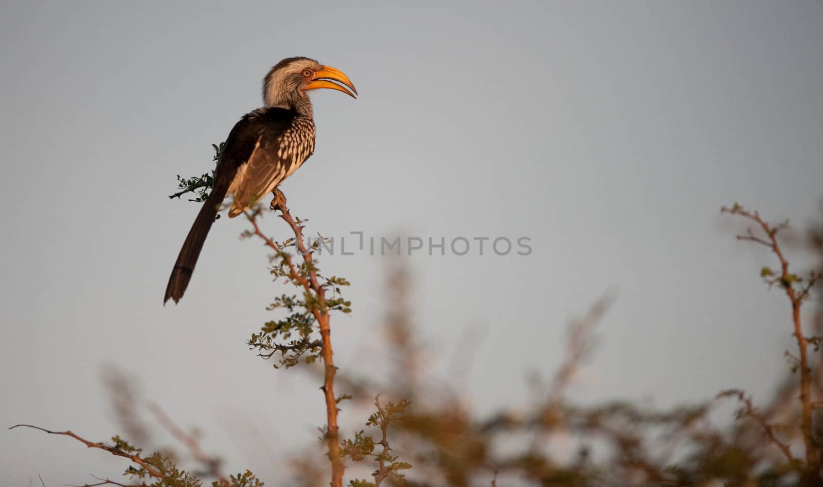 Southern Yellowbilled Hornbill (Tocus leucomelas), Hoedspruit, South Africa