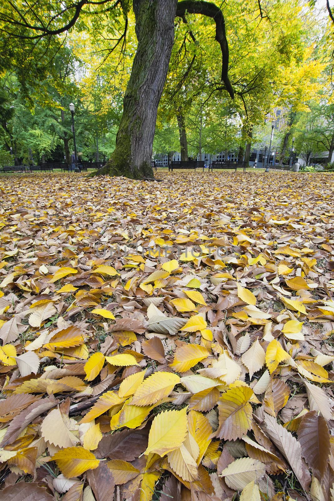 Fall Leaves in Portland Oregon Downtown Park in Autumn Season