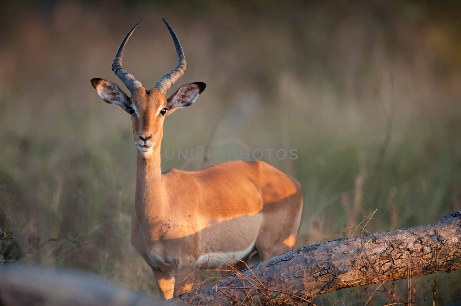 Impala (Aepyceros melampus) near Kruger National Park