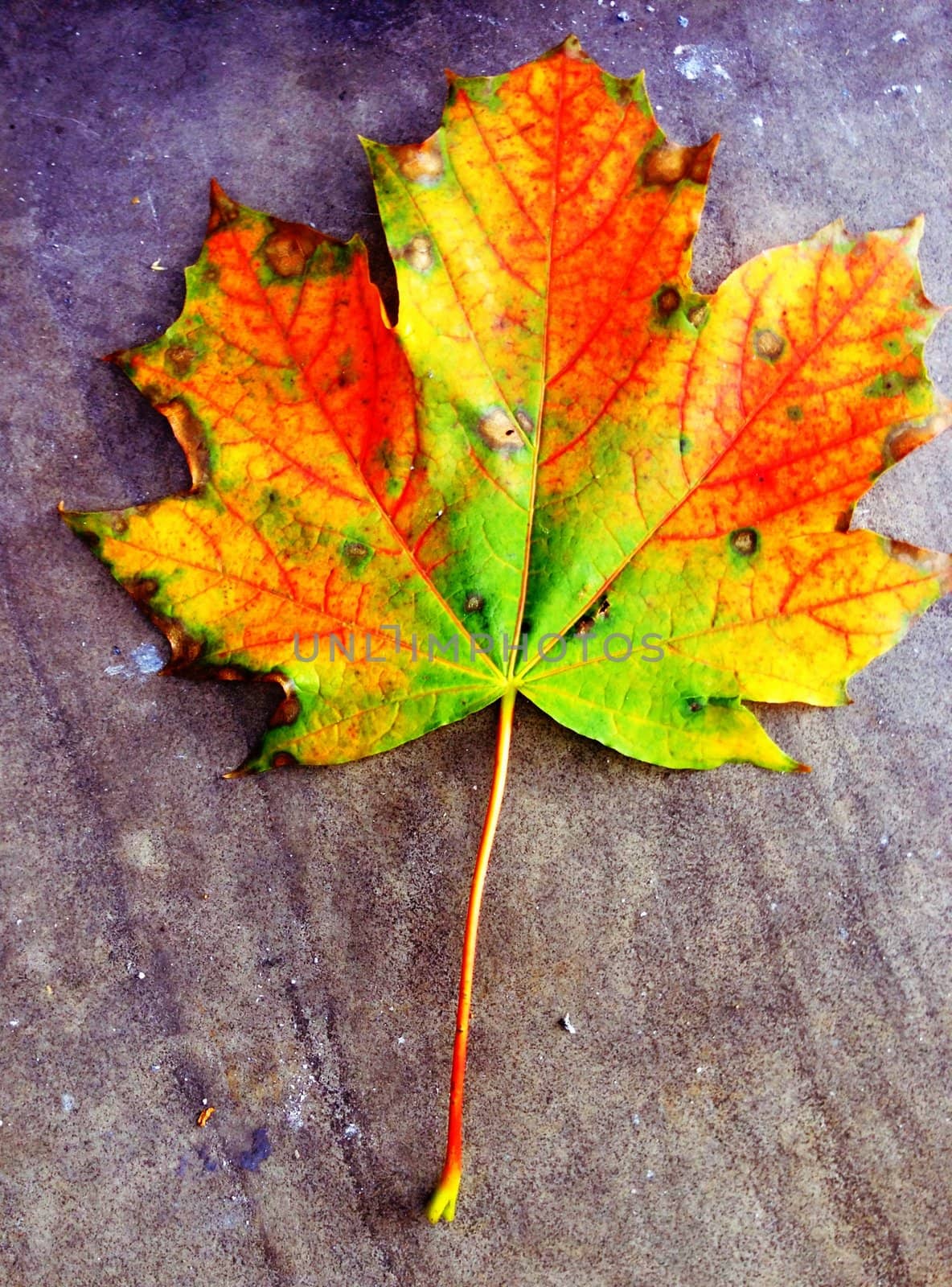 Autumn Leaf