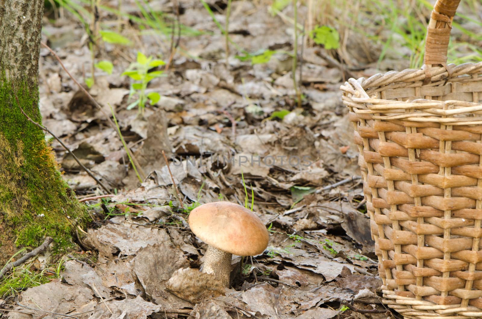 red cap scaber stalk leccinum aurantiacum mushroom near mossy tree and wicker basket.