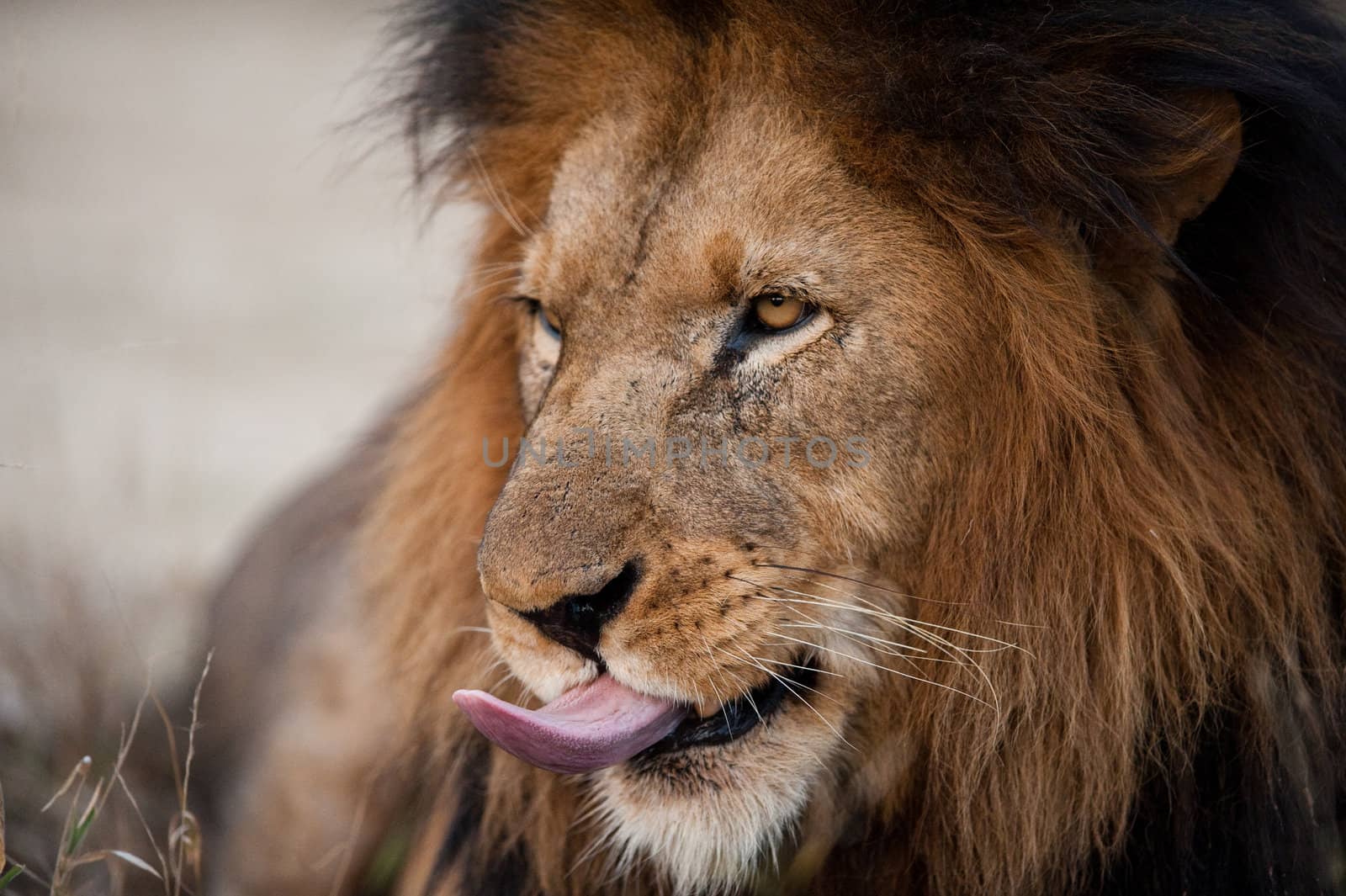 Lion sticking out his tongue, Kruger National Park