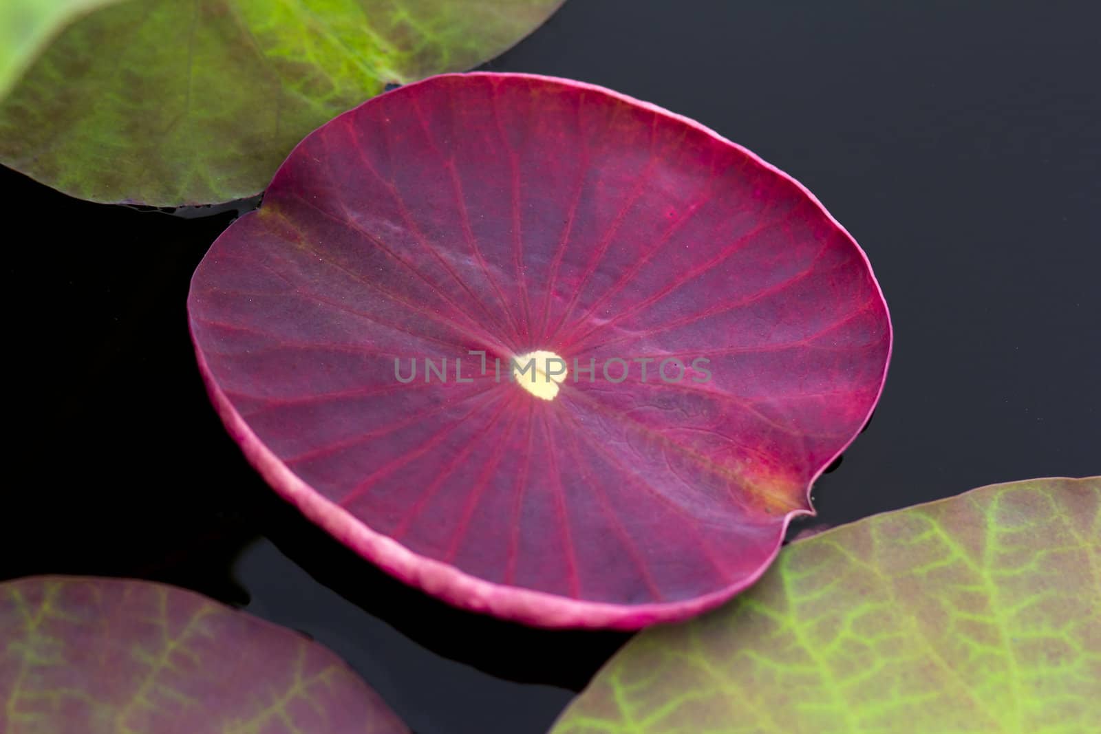 The new leaves of the lotus in the pond for a light colored background.