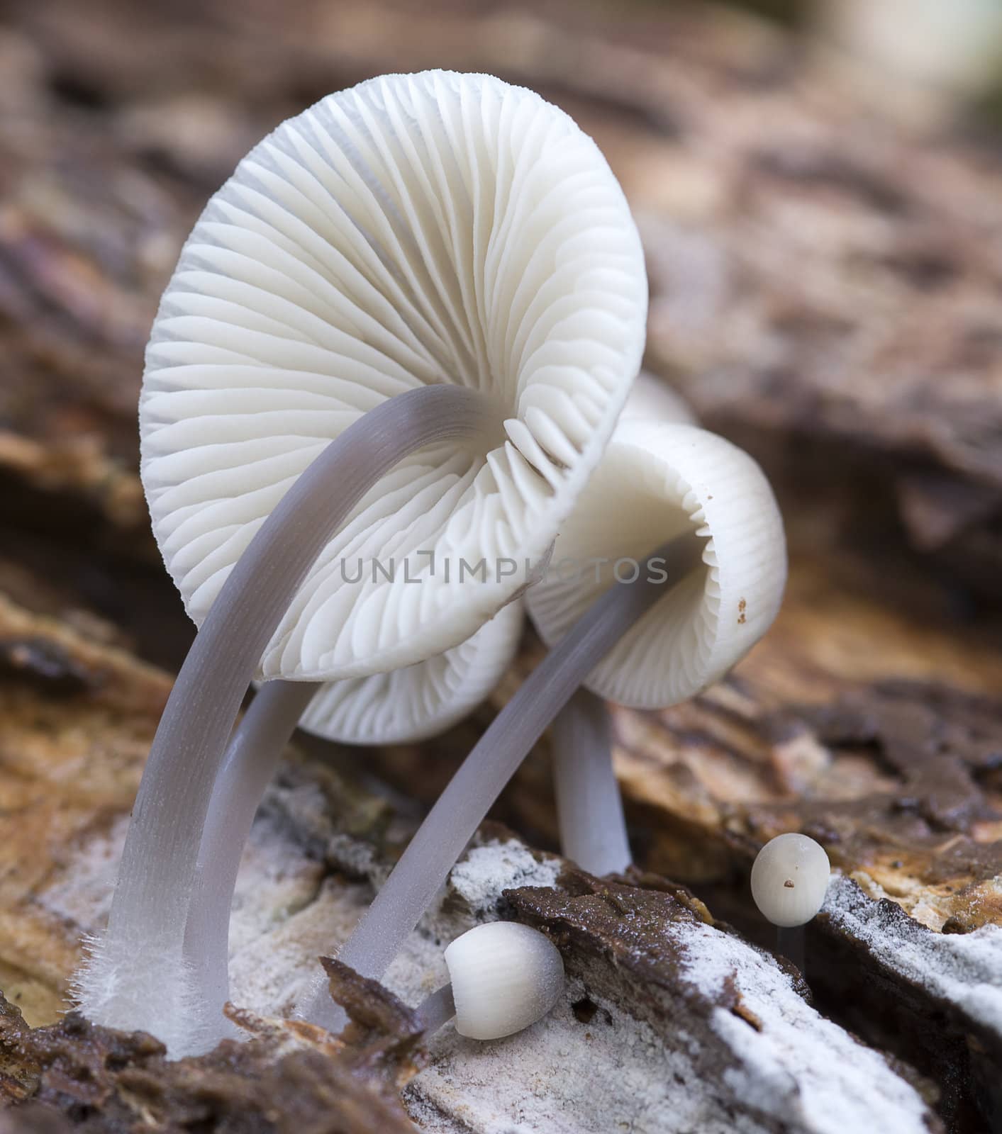 detail of mushroom with seeds and trace