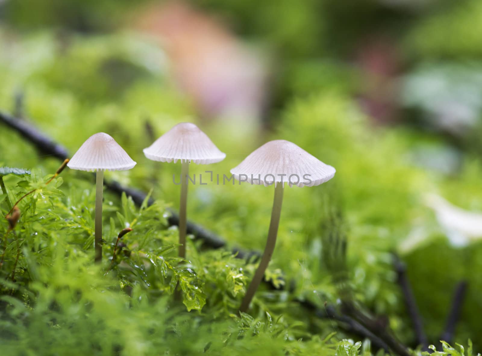 mushroom macro on green moss in autumn