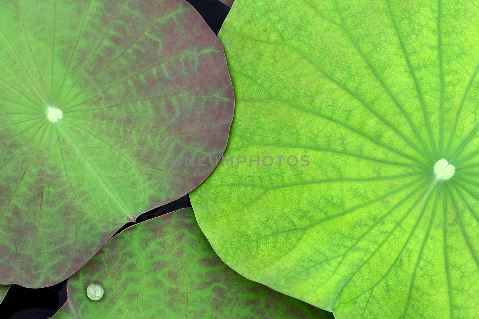 The new leaves of the lotus in the pond for a light colored background.