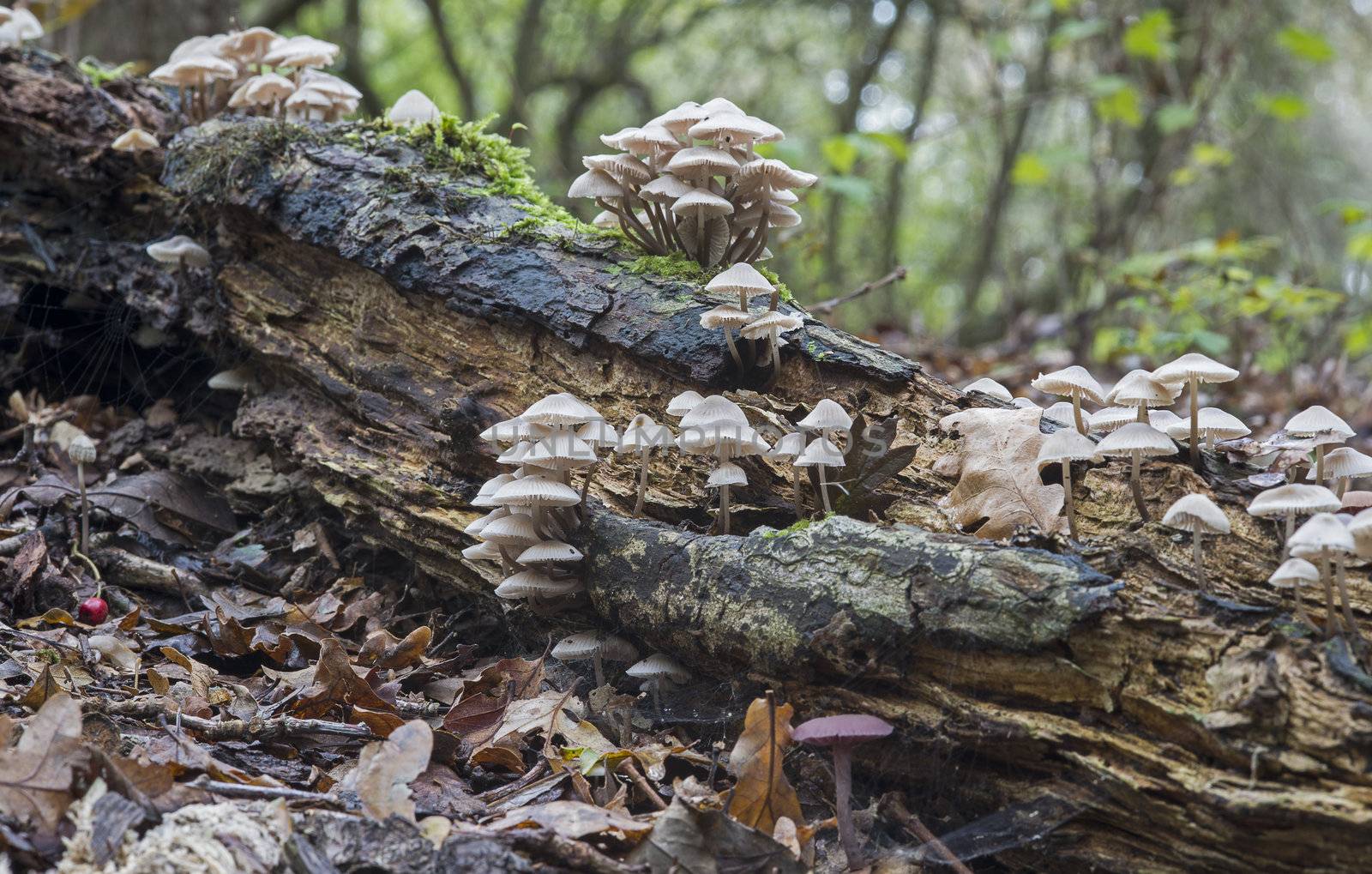 fungus and mushroom in autumn  forrest