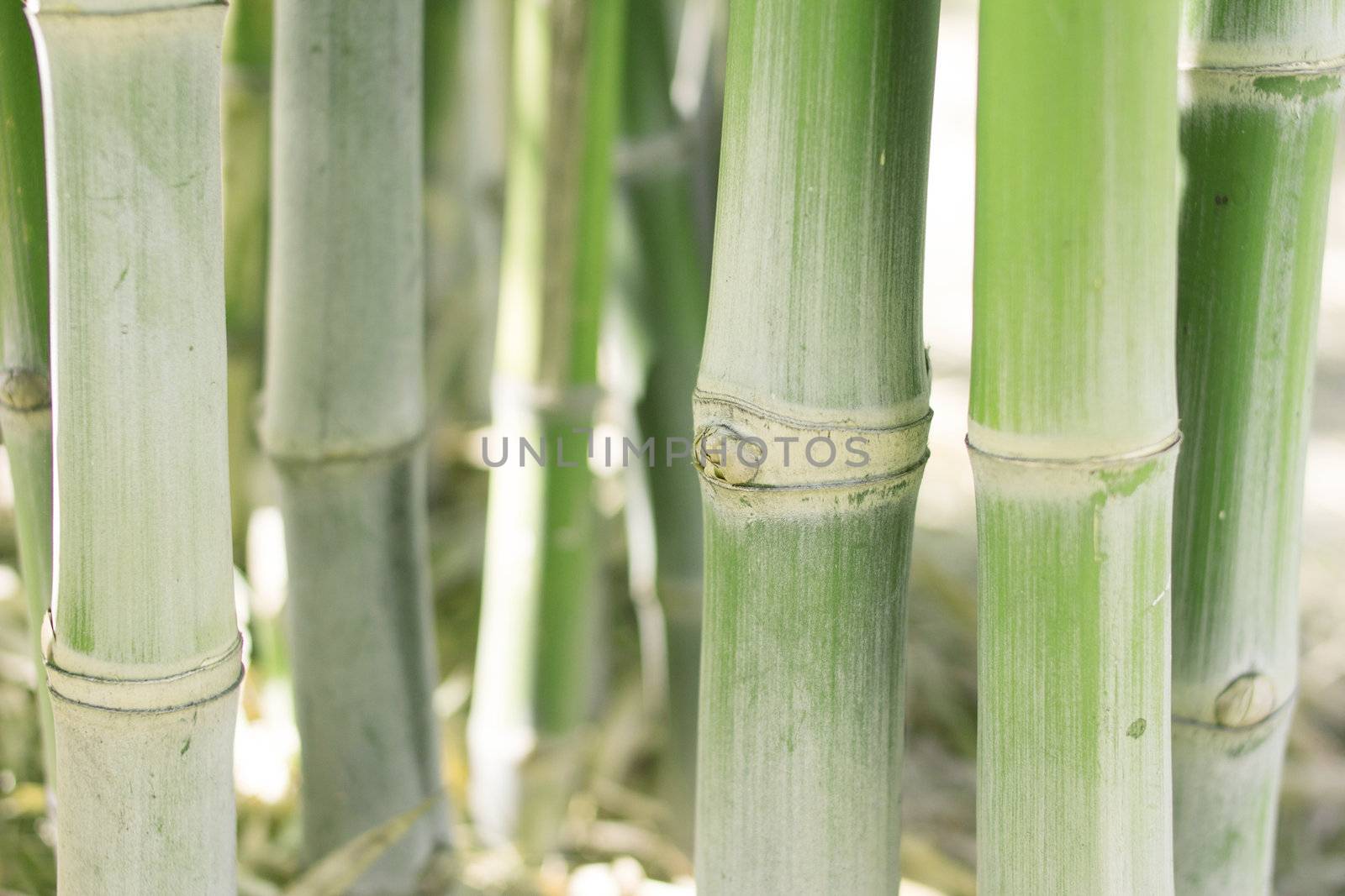 Green bamboo stems, leaves, branches are all green.